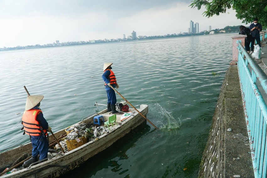 Hà Nội: Cá chết nổi lềnh bềnh trên mặt hồ Tây