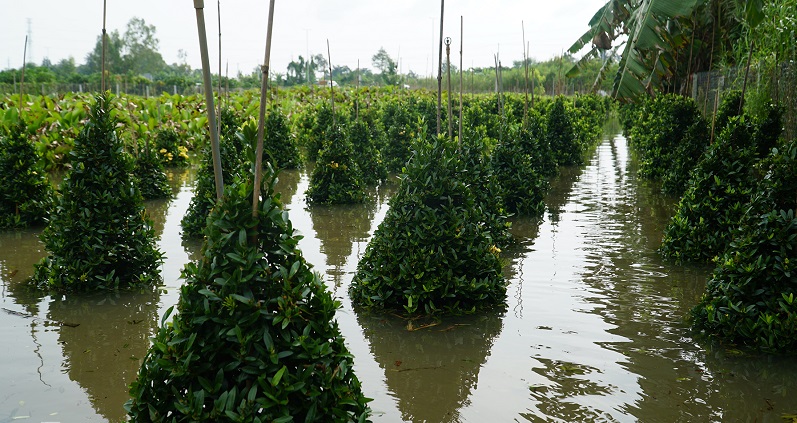 Chủ động ứng phó với lũ kết hợp triều cường dâng cao