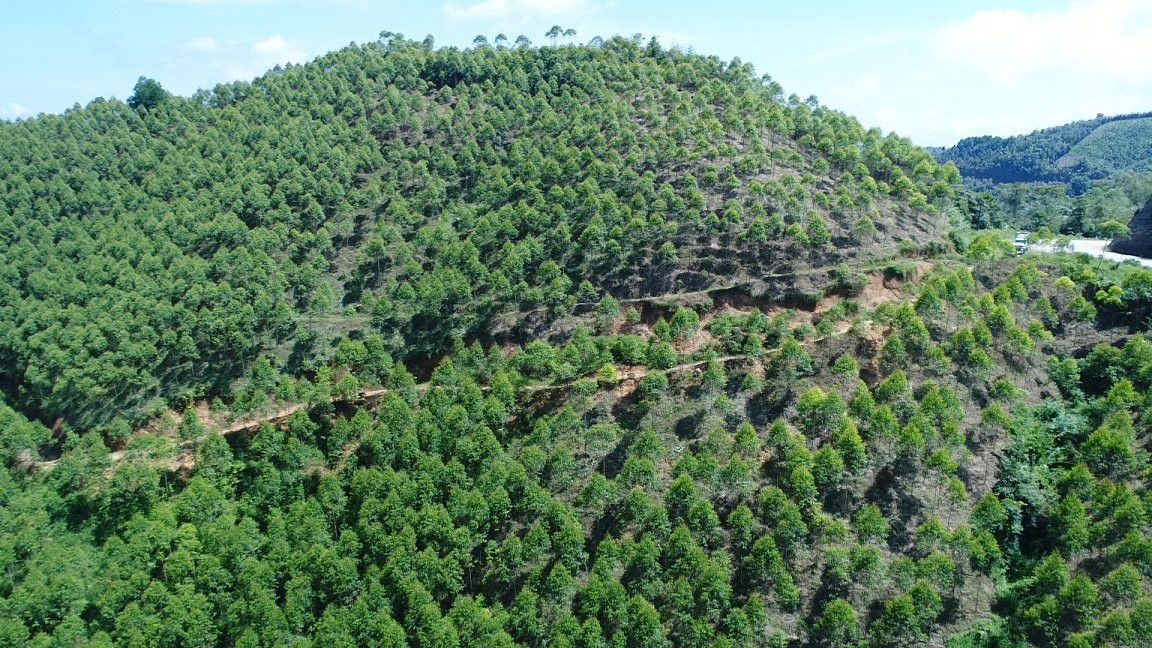 Lạng Sơn: Triển khai thực hiện kết quả COP 26