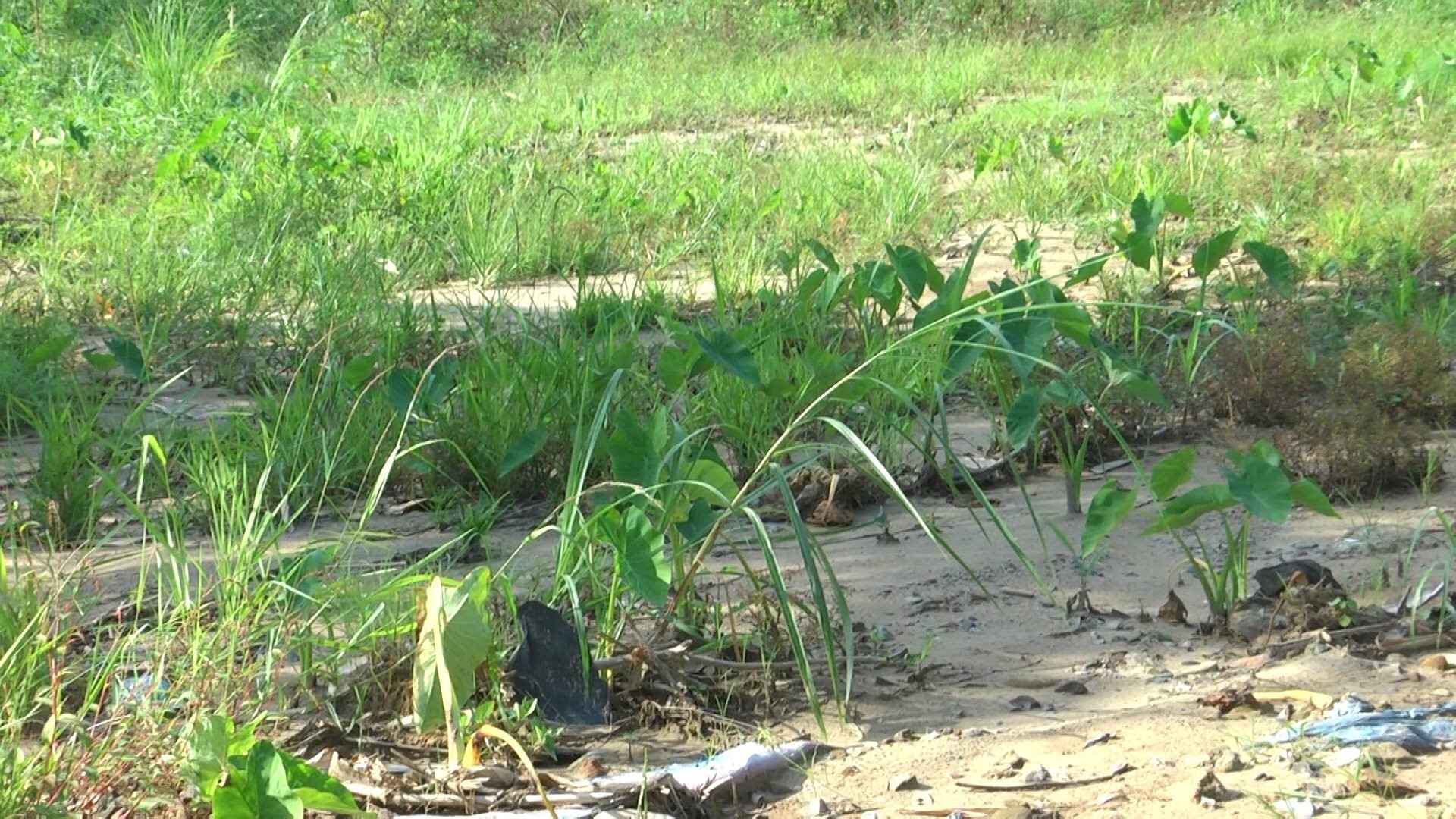 Công ty Tân Tiến đổ thải ra môi trường gây ảnh hưởng đến hàng chục hộ dân Công ty Tân Tiến đổ thải ra môi trường gây ảnh hưởng đến hàng chục hộ dân