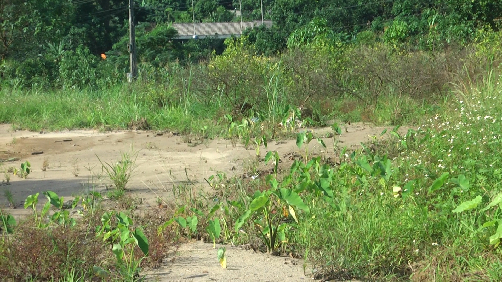 Công ty Tân Tiến đổ thải ra môi trường gây ảnh hưởng đến hàng chục hộ dân Công ty Tân Tiến đổ thải ra môi trường gây ảnh hưởng đến hàng chục hộ dân