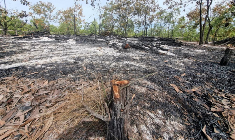 Gần 1.600 ha rừng thị thiệt hại trong 9 tháng năm 2023 Gần 1.600 ha rừng thị thiệt hại trong 9 tháng năm 2023