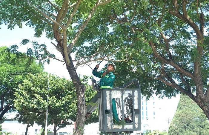 Cắt tỉa cây xanh đảm bảo an toàn trong mùa mưa bão Cắt tỉa cây xanh đảm bảo an toàn trong mùa mưa bão