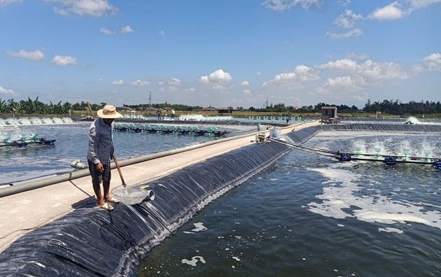 Nhân rộng mô hình nuôi tôm thích ứng với biến đổi khí hậu Nhân rộng mô hình nuôi tôm thích ứng với biến đổi khí hậu