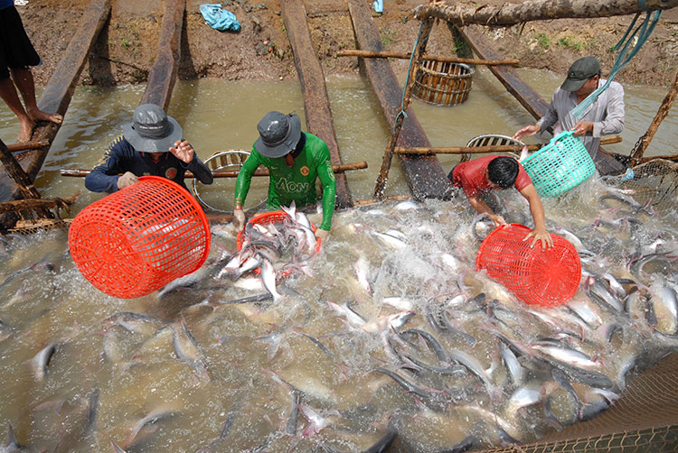 Nhiều thách thức trong phát triển ngành hàng cá tra