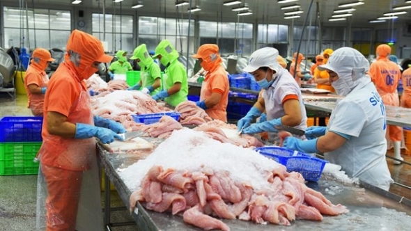 Nhiều thách thức trong phát triển ngành hàng cá tra