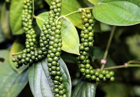 Giá tiêu hôm nay 13/10: Giá tiêu thế giới chấm dứt chuỗi ngày giảm