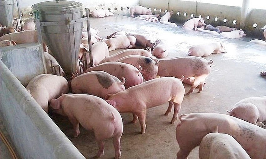 Giá tiêu hôm nay 18/10: