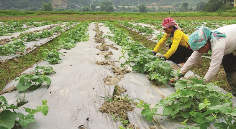 Nhiều thách thức trong sản xuất nông nghiệp hữu cơ Nhiều thách thức trong sản xuất nông nghiệp hữu cơ