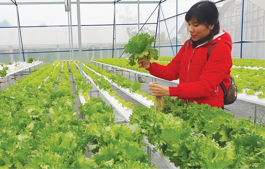 Cơ chế, chính sách phát triển nông nghiệp hữu cơ Cơ chế, chính sách phát triển nông nghiệp hữu cơ