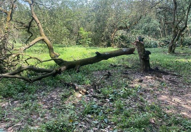 Mưa lớn kèm dông lốc gây nhiều thiệt hại ở Bình Phước