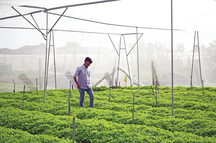 Ứng dụng công nghệ cao góp phần phát triển nông nghiệp bền vững Ứng dụng công nghệ cao góp phần phát triển nông nghiệp bền vững