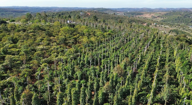 Đắk Nông nâng cao giá trị sản xuất cây công nghiệp chủ lực Đắk Nông nâng cao giá trị sản xuất cây công nghiệp chủ lực