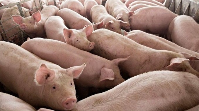 Giá heo hơi hôm nay 27/10: Tiếp tục giảm
