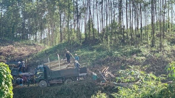Phát triển kinh tế rừng, hướng đi chủ lực của người dân Tuyên Quang