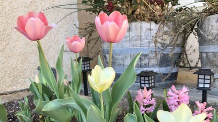 Tử vi vòng quay công nghệ ngày 27/10/2025: Tuổi Dậu đón tin vui, tuổi Thìn cẩn thận tài lộc Tử vi vòng quay công nghệ ngày 27/10/2025: Tuổi Dậu đón tin vui, tuổi Thìn cẩn thận tài lộc