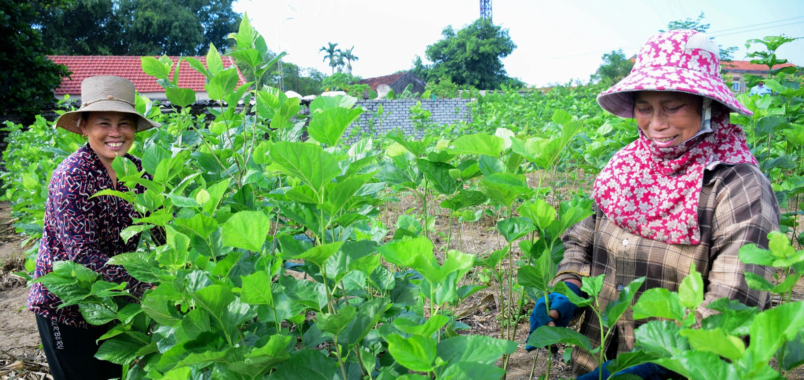 Lâm Đồng: Nhân rộng diện tích trồng dâu, nuôi tằm Lâm Đồng: Nhân rộng diện tích trồng dâu, nuôi tằm