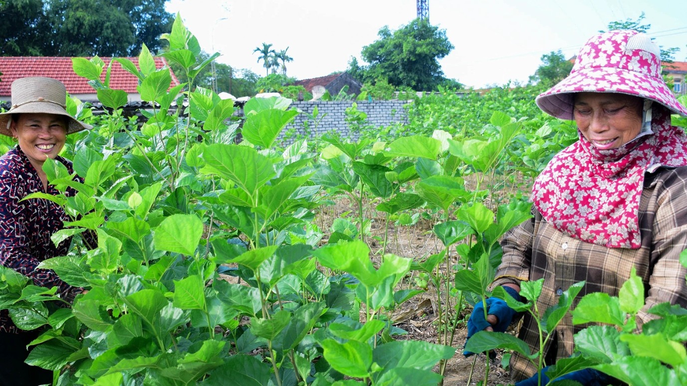 Lâm Đồng: Nhân rộng diện tích trồng dâu, nuôi tằm