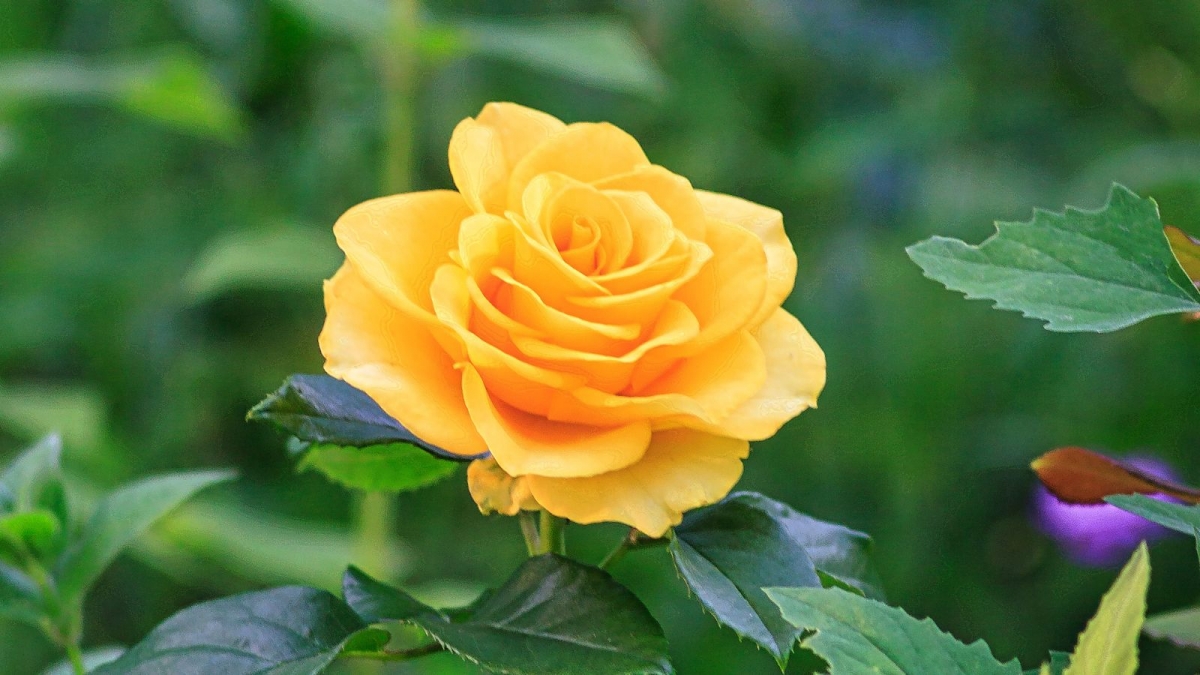 Tử vi vòng quay công nghệ ngày 31/10/2025: Tuổi Mão cẩn thận hao tài, Tuổi Thìn sự nghiệp tốt đẹp