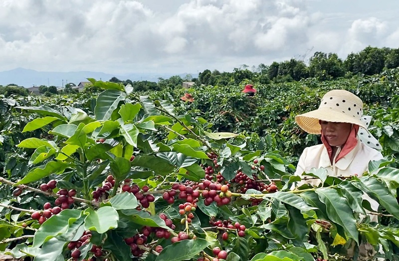 Nông sản vươn xa từ nền tảng thương mại điện tử Nông sản vươn xa từ nền tảng thương mại điện tử