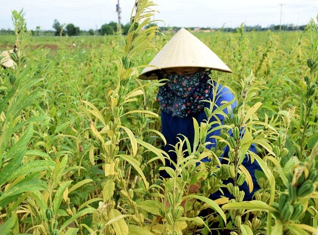 Phát triển giống cây trồng chủ lực cho năng suất, hiệu quả cao