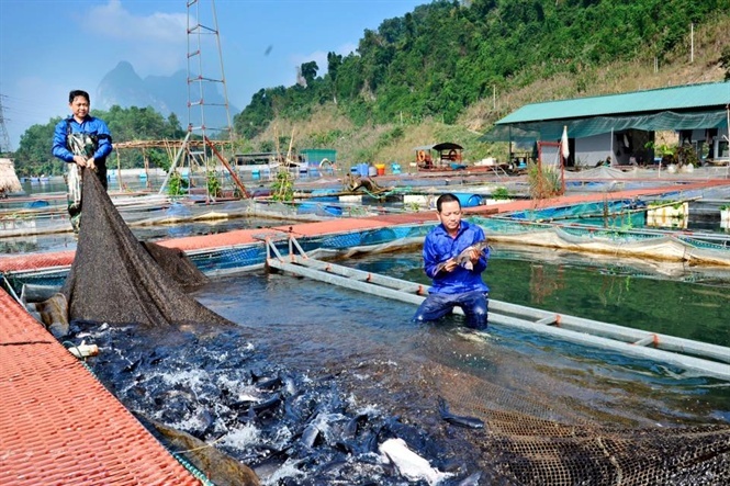 Sinh kế bền vững từ nuôi trồng thủy sản lòng hồ thủy điện