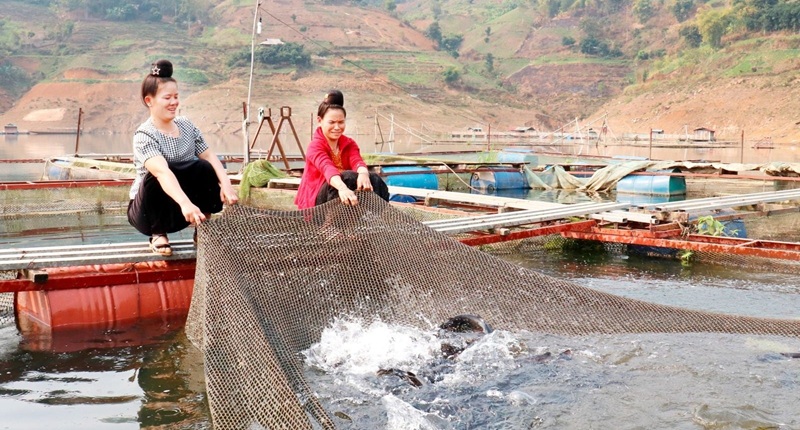 Sinh kế bền vững từ nuôi trồng thủy sản lòng hồ thủy điện