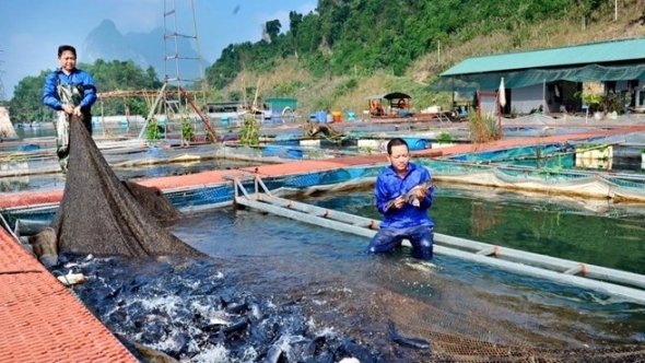 Sinh kế bền vững từ nuôi trồng thủy sản lòng hồ thủy điện