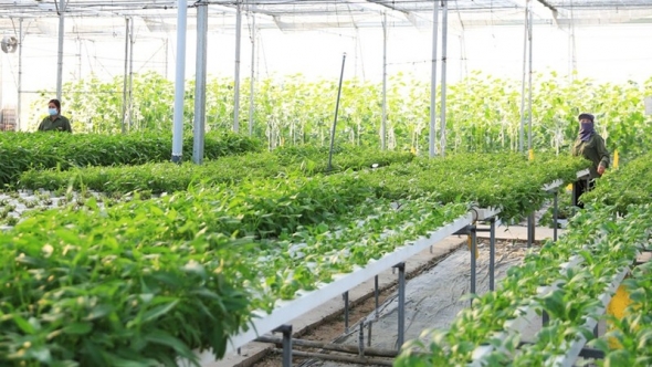 Ứng dụng AI tạo đột phá phát triển nông nghiệp hiện đại