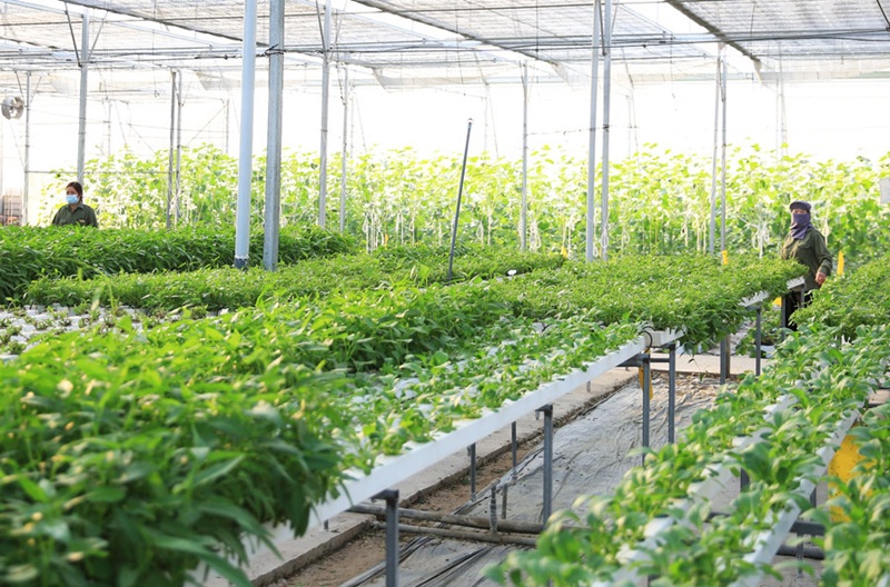Ứng dụng AI tạo đột phá phát triển nông nghiệp hiện đại