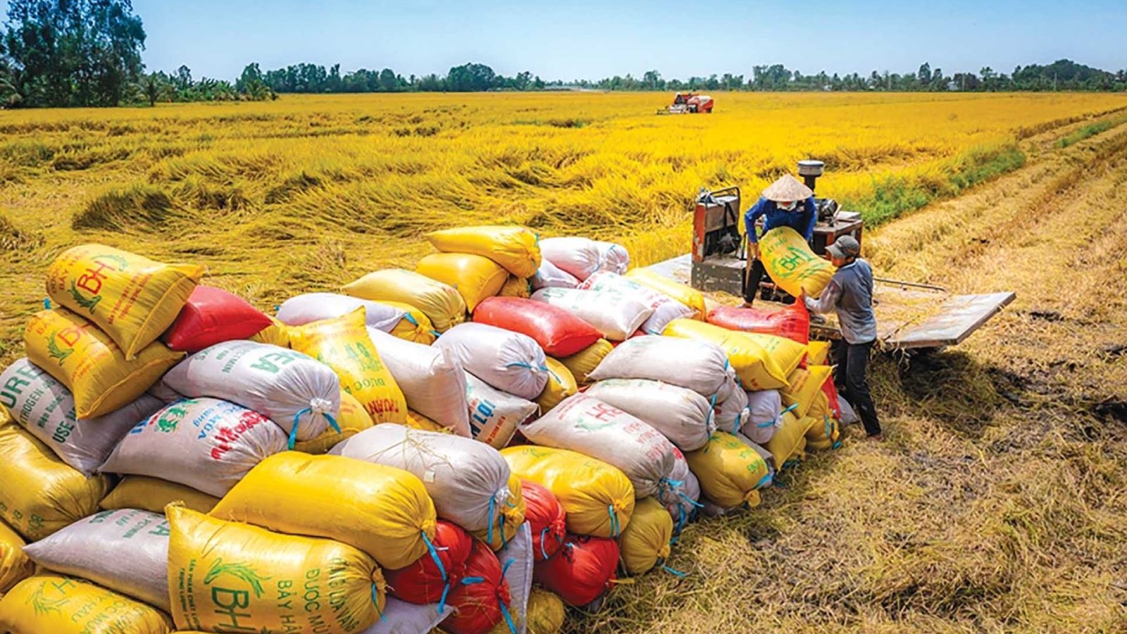 Xuất khẩu gạo Việt Nam: Tăng dư địa ở phân khúc giá trị cao