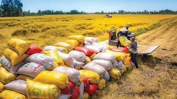 Xuất khẩu gạo Việt Nam: Tăng dư địa ở phân khúc giá trị cao