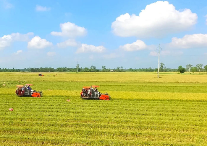 Lúa phát thải thấp – Cơ hội giúp nông dân hưởng đa lợi ích Lúa phát thải thấp – Cơ hội giúp nông dân hưởng đa lợi ích