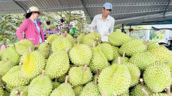 Xuất khẩu rau quả tăng tốc hoàn thành mục tiêu trong năm 2026
