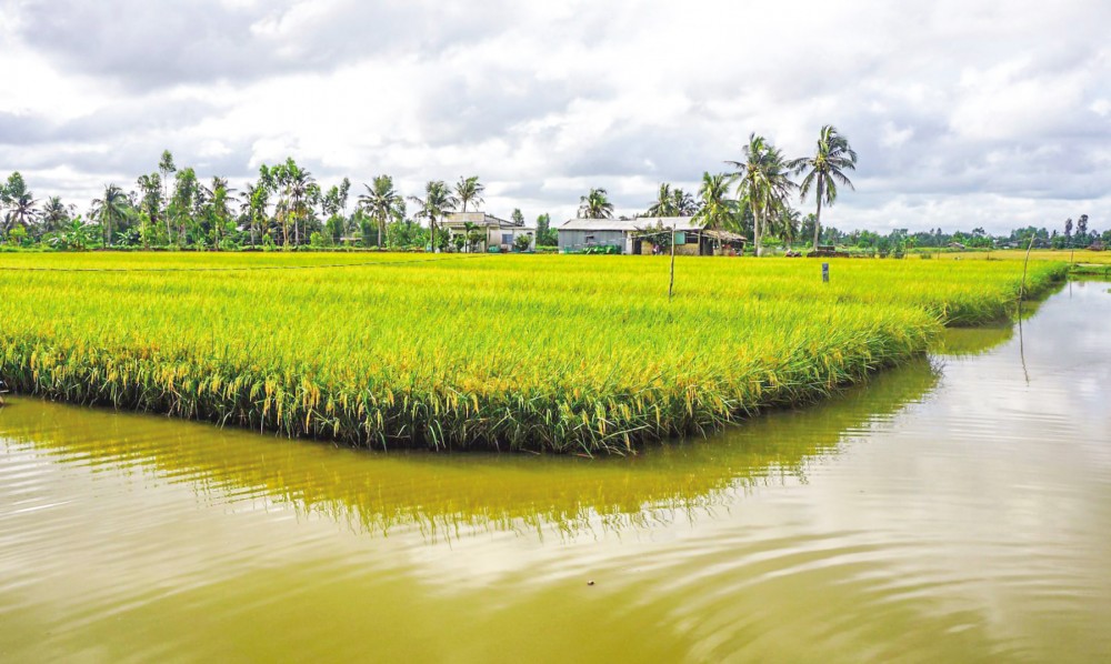 Giảm rủi ro trong nuôi trồng thủy sản trước tác động từ El Nino