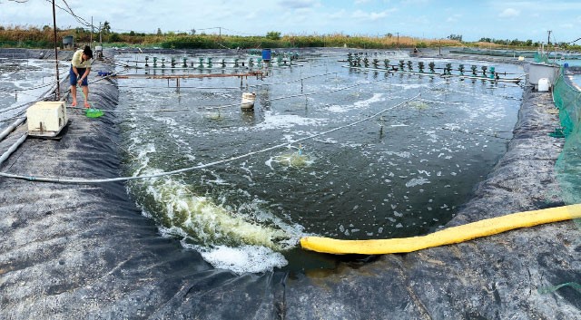 Giảm rủi ro trong nuôi trồng thủy sản trước tác động từ El Nino