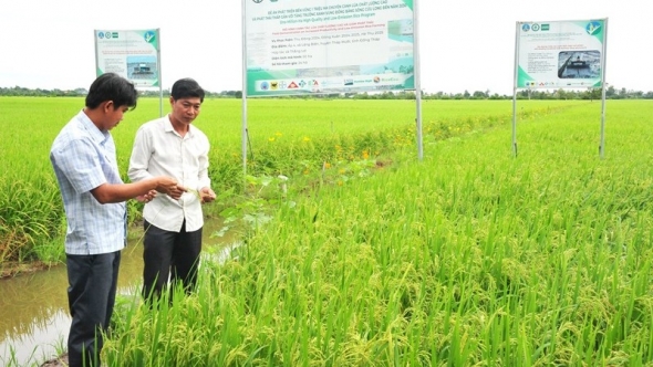 Tiếp tục xây dựng, khẳng định thương hiệu “Gạo Việt xanh, phát thải thấp”
