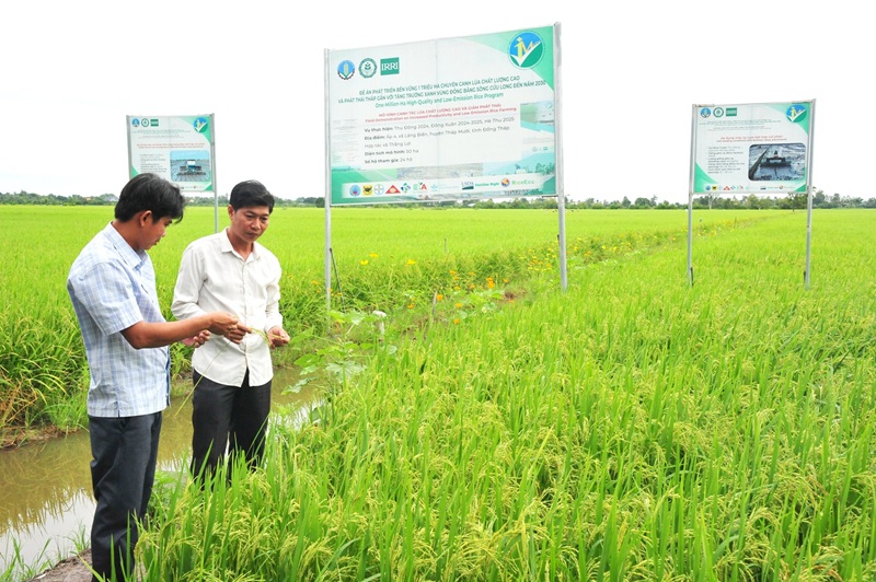 Tiếp tục xây dựng, khẳng định thương hiệu “Gạo Việt xanh, phát thải thấp” Tiếp tục xây dựng, khẳng định thương hiệu “Gạo Việt xanh, phát thải thấp”