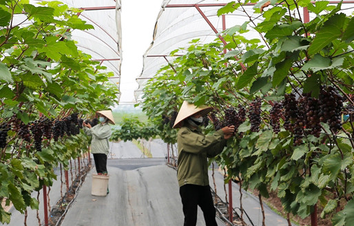 Sản xuất nông nghiệp xanh, thích ứng với biến đổi khí hậu Sản xuất nông nghiệp xanh, thích ứng với biến đổi khí hậu