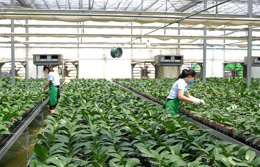 Sản xuất nông nghiệp xanh, thích ứng với biến đổi khí hậu Sản xuất nông nghiệp xanh, thích ứng với biến đổi khí hậu