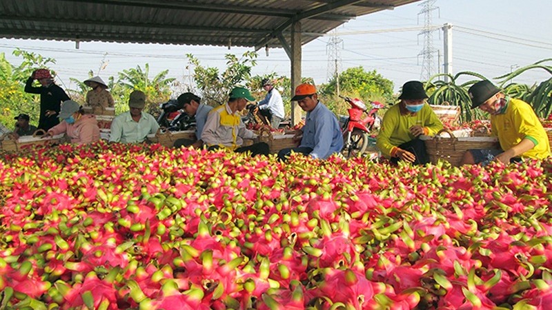 Tăng cường kết nối, hỗ trợ tiêu thụ nông sản chủ lực dịp cuối năm