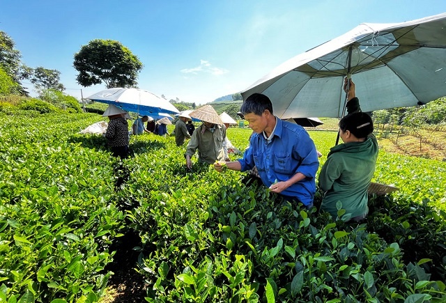 OCOP giúp kinh tế khu vực nông thôn 'chuyển mình'
