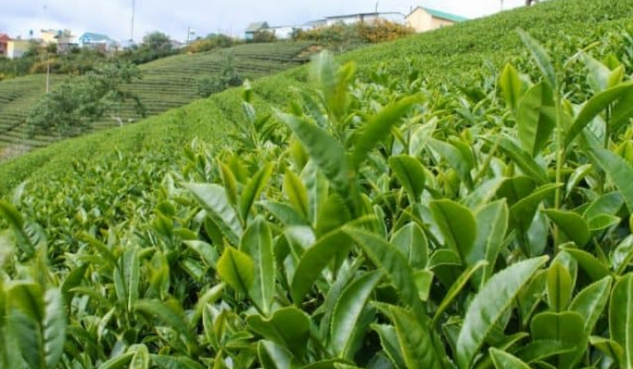 Giảm phát thải trong sản xuất nông nghiệp