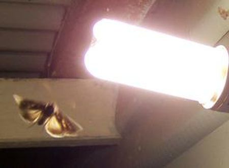 Những tác hại khôn lường của ô nhiễm ánh sáng