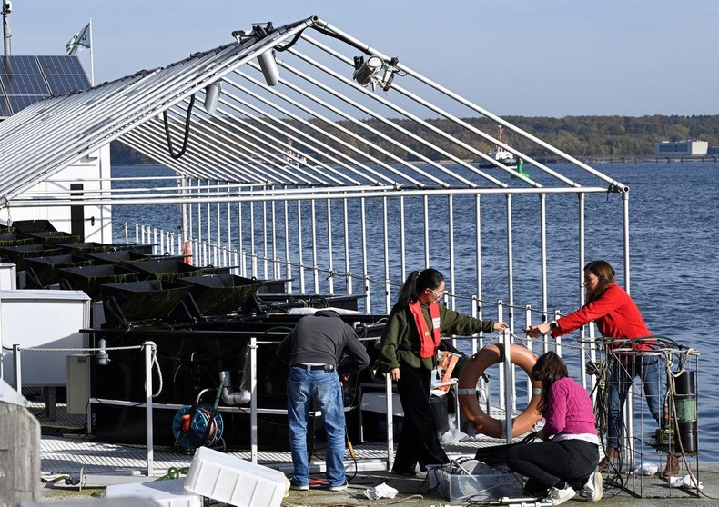 Đức khôi phục các cánh đồng cỏ biển nhằm chống biến đổi khí hậu