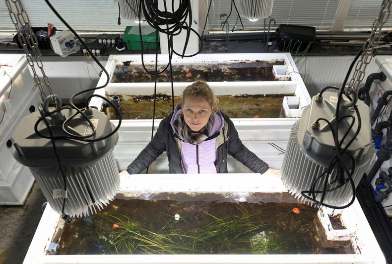 Đức khôi phục các cánh đồng cỏ biển nhằm chống biến đổi khí hậu