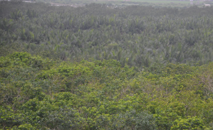 Tạo dựng nền kinh tế phi phát thải Tạo dựng nền kinh tế phi phát thải