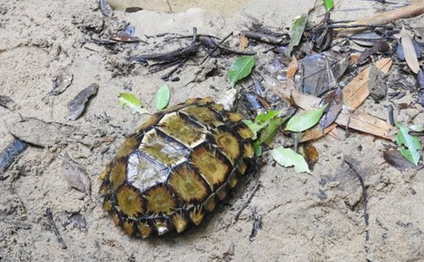 Nỗ lực phục hồi ít nhất 20% hệ sinh thái bị suy thoái Nỗ lực phục hồi ít nhất 20% hệ sinh thái bị suy thoái