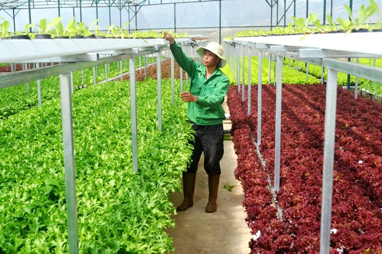 Tập trung mở rộng sản xuất nông nghiệp ứng dụng công nghệ cao Tập trung mở rộng sản xuất nông nghiệp ứng dụng công nghệ cao