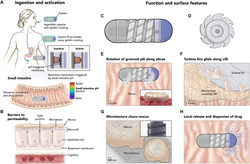 MIT: Phát triển viên nang RoboCap thay thế mũi tiêm trong điều trị bệnh MIT: Phát triển viên nang RoboCap thay thế mũi tiêm trong điều trị bệnh
